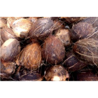 Coconut (1)